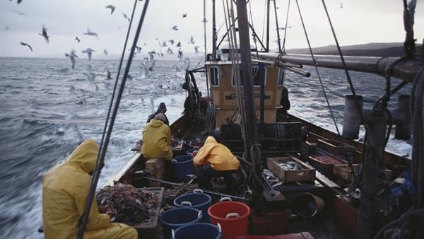Российскую квоту на рыбу Атлантики могут «урезать» в пользу других стран
