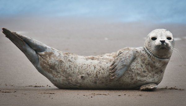 «Тюленья чума» распространяется по северу из-за глобального потепления